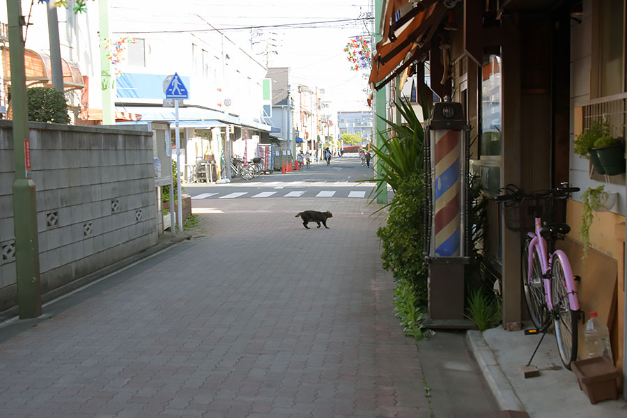 街のねこたち