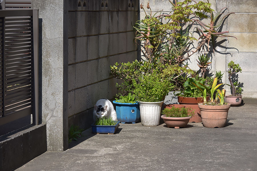 街のねこたち