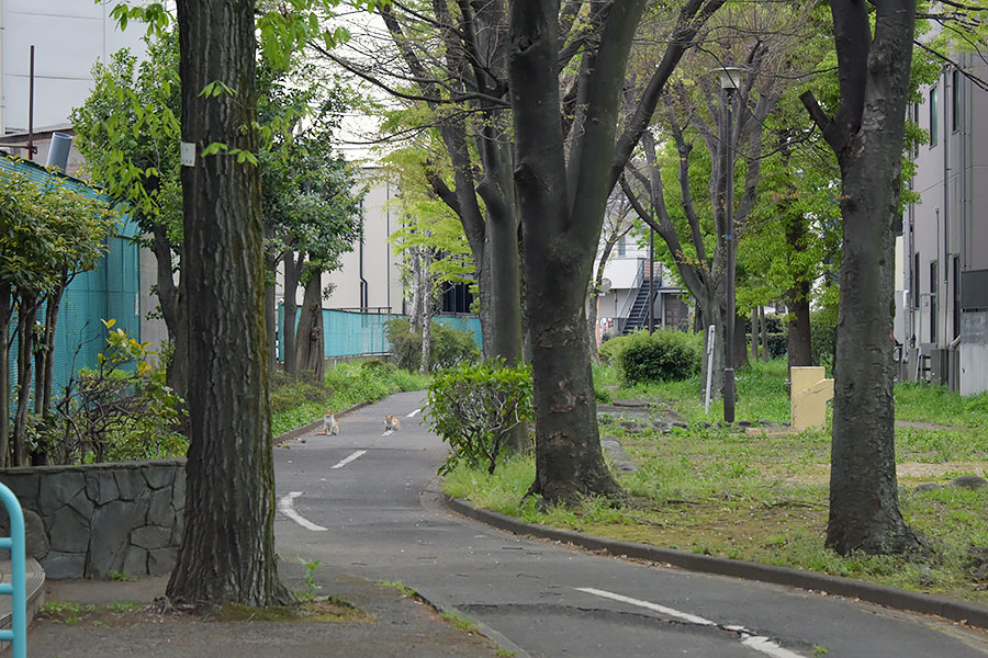 街のねこたち