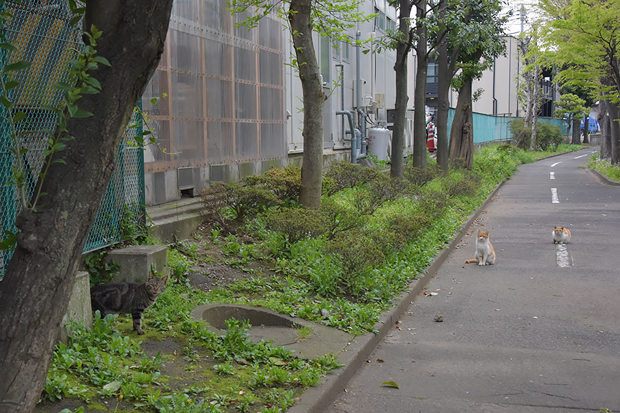 街のねこたち