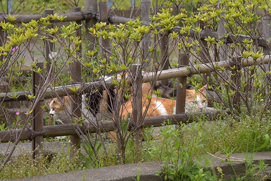 街のねこたち