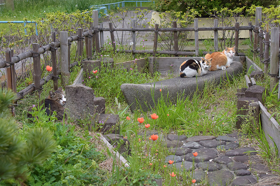 街のねこたち