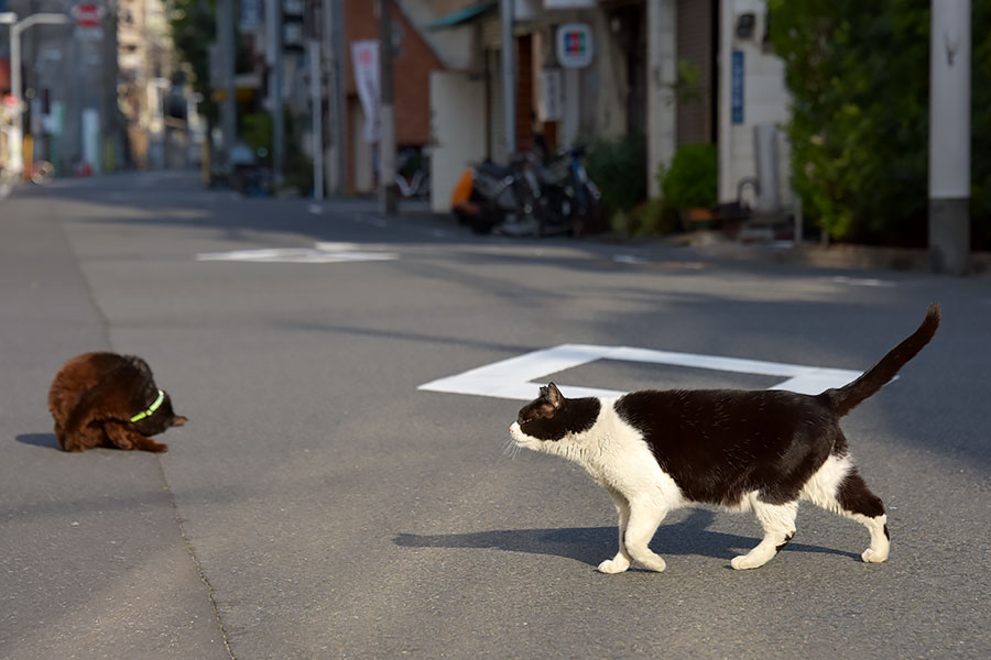 街のねこたち