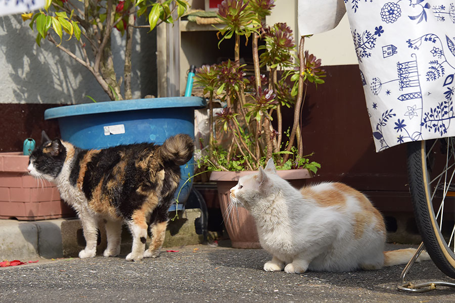 街のねこたち