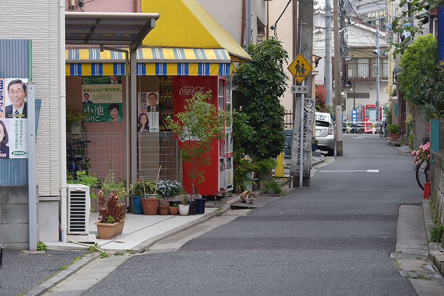 街のねこたち