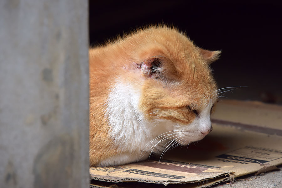 街のねこたち