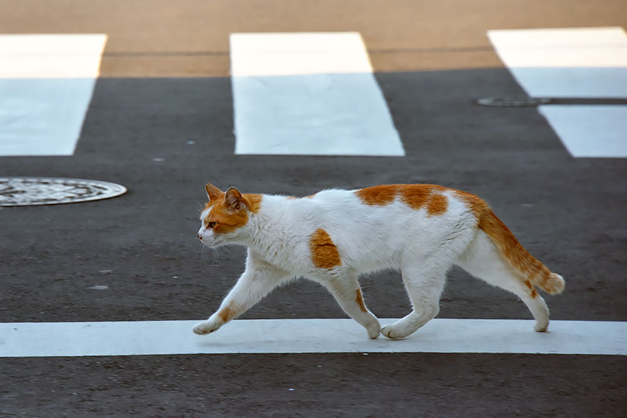 街のねこたち