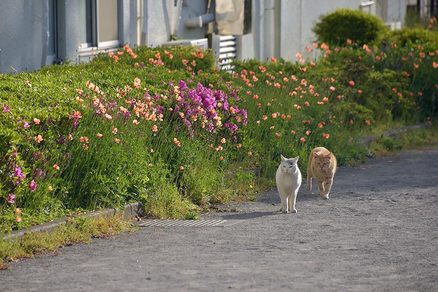 街のねこたち