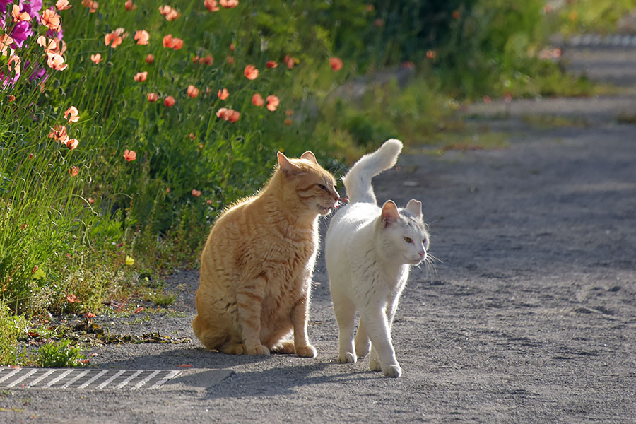 街のねこたち