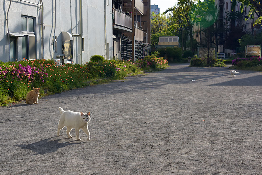 街のねこたち