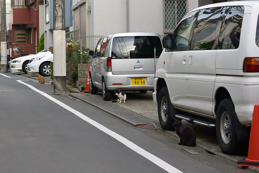 街のねこたち