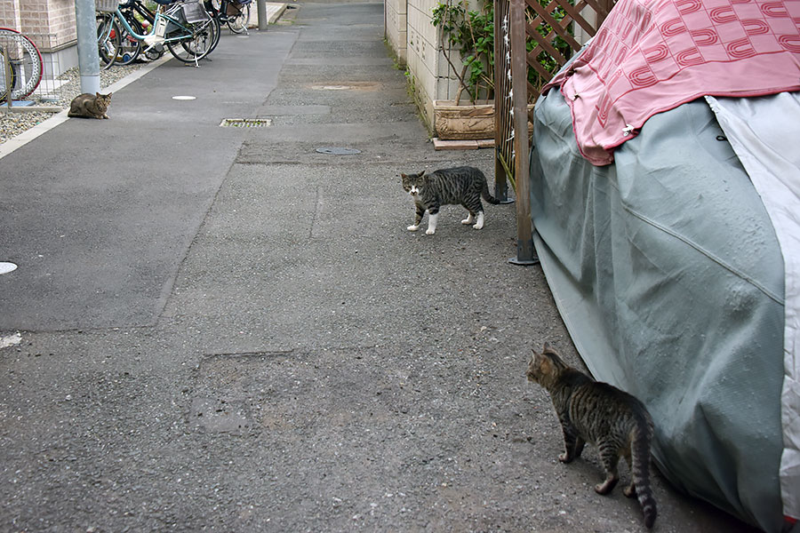 街のねこたち