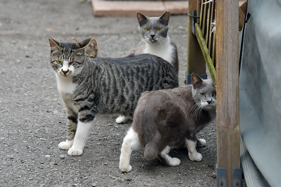 街のねこたち