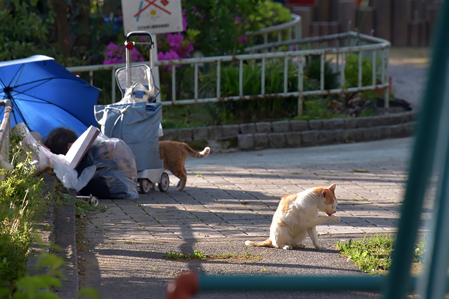 街のねこたち