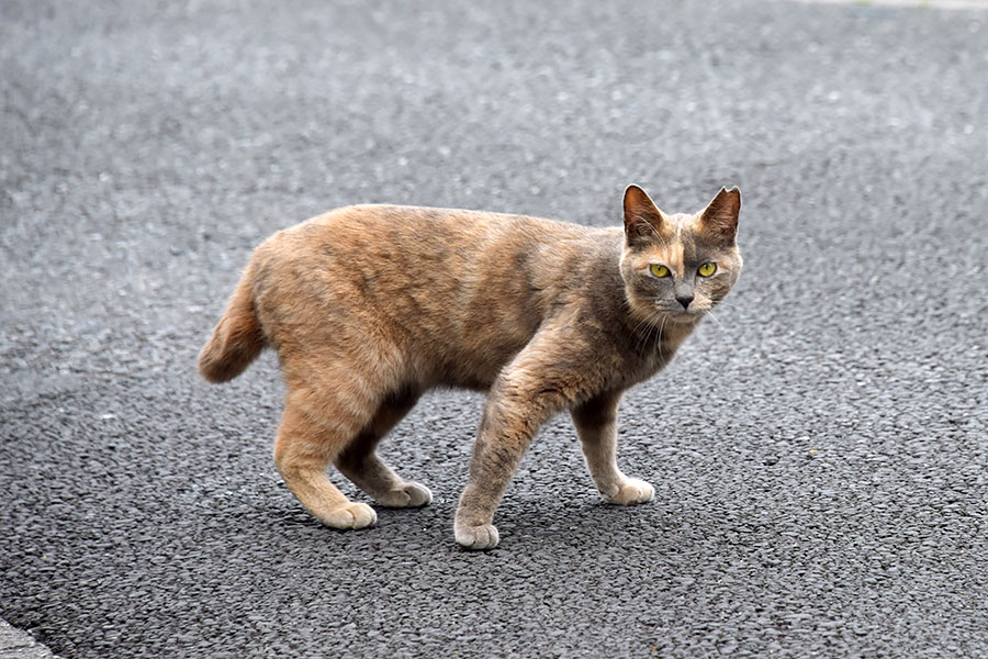 街のねこたち