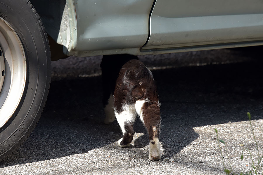 街のねこたち