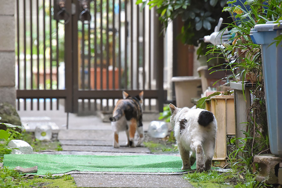 街のねこたち