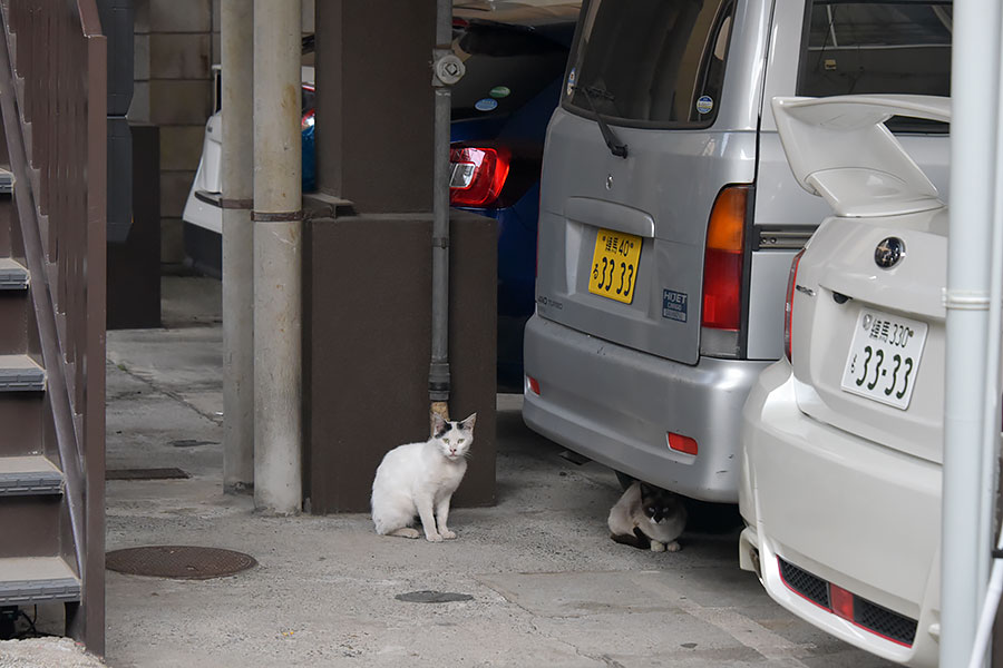 街のねこたち