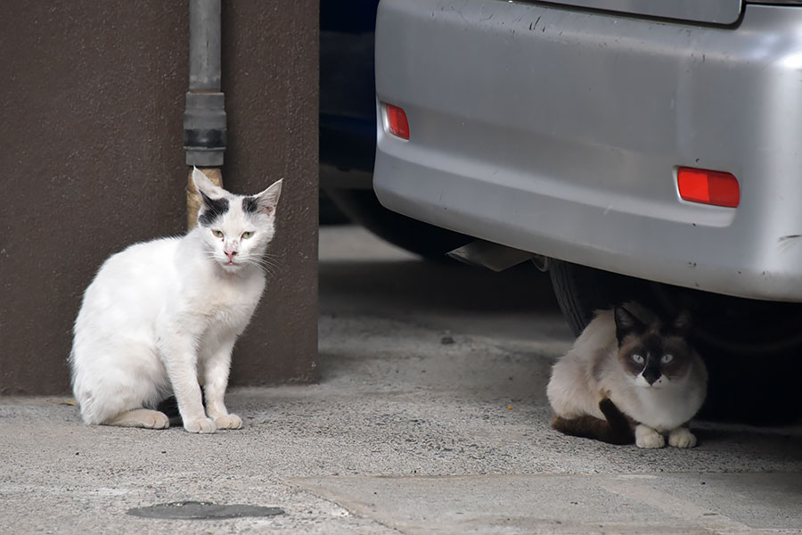 街のねこたち