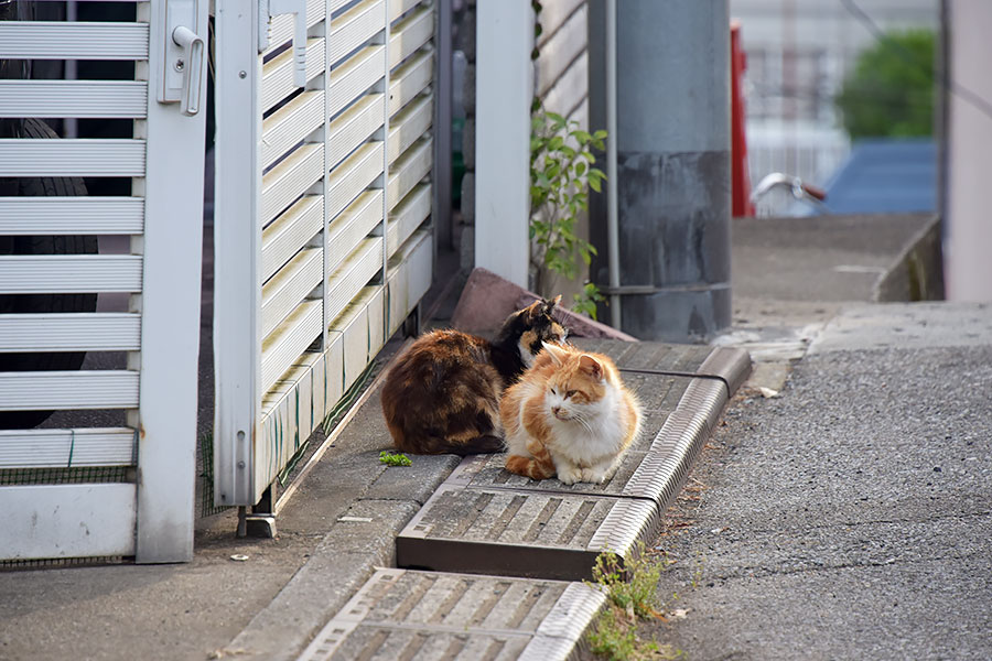 街のねこたち