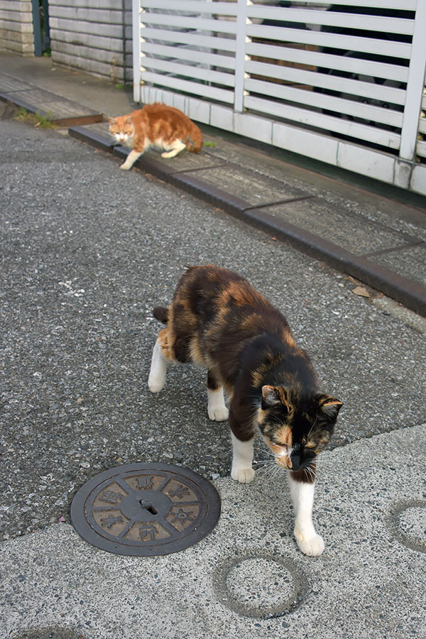 街のねこたち