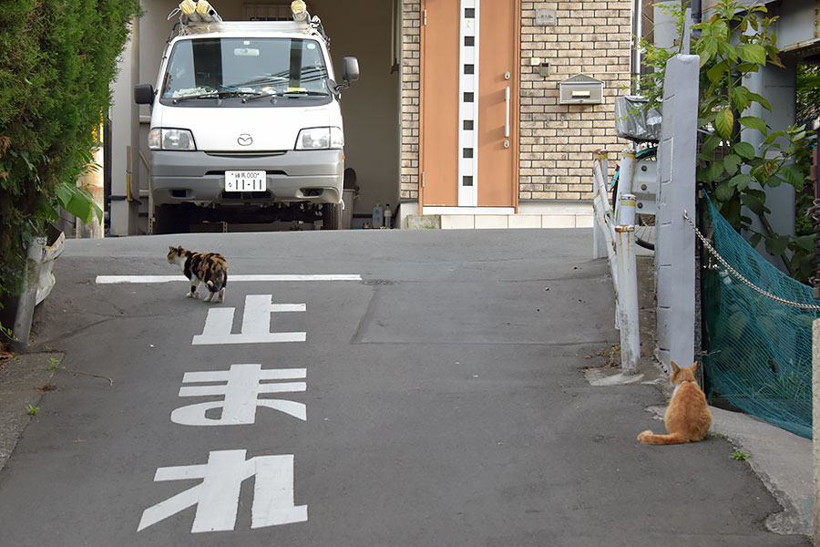 街のねこたち