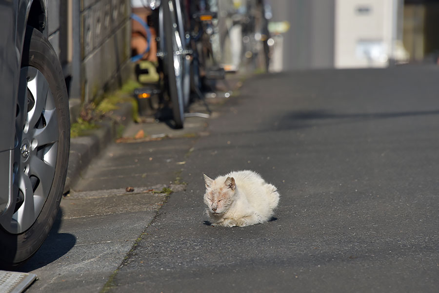 街のねこたち