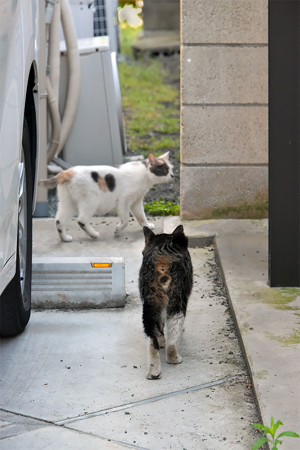 街のねこたち