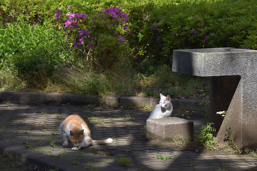 街のねこたち