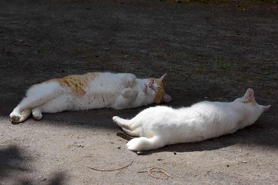 街のねこたち