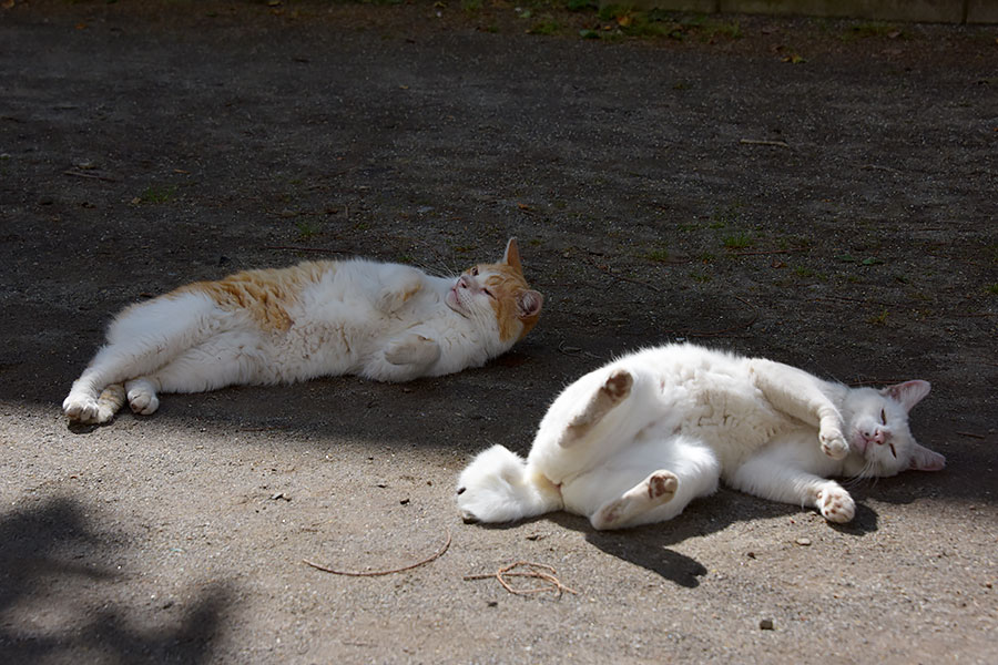 街のねこたち