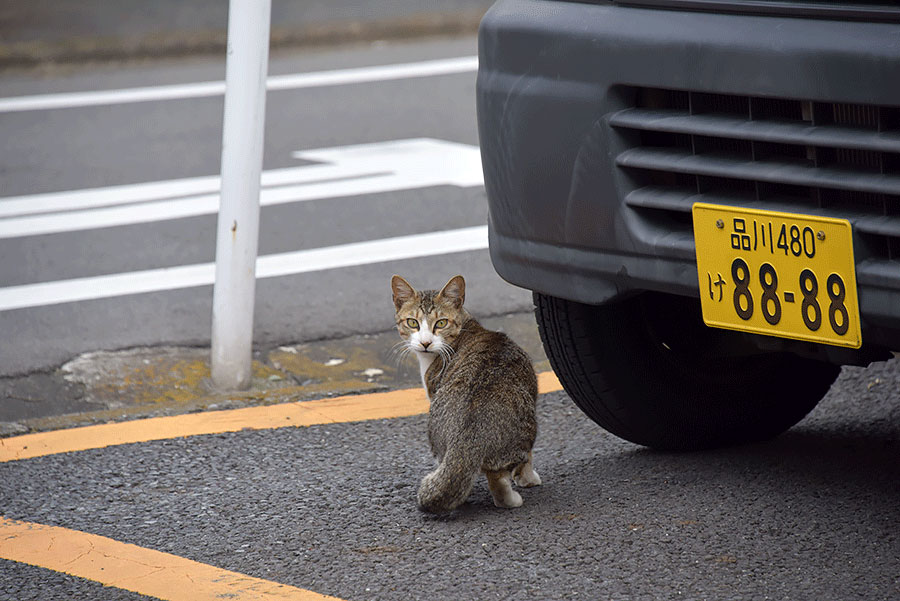 街のねこたち