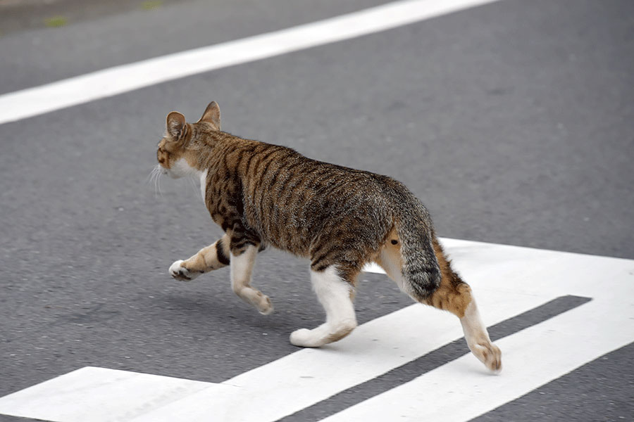 街のねこたち