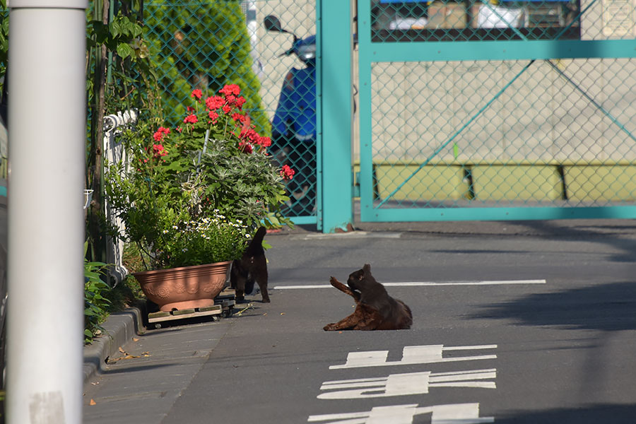 街のねこたち