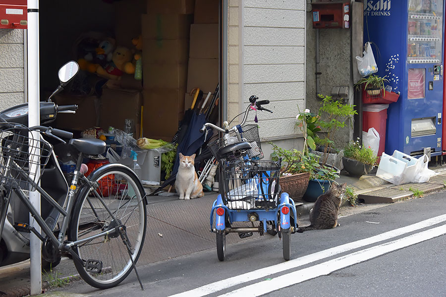 街のねこたち