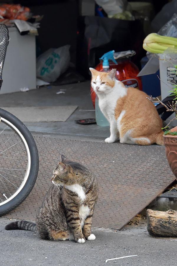 街のねこたち