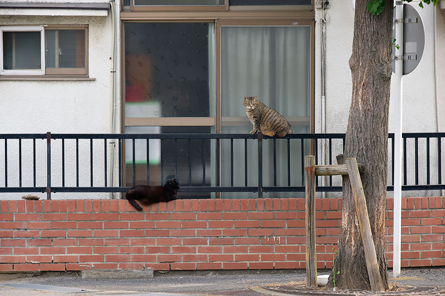 街のねこたち