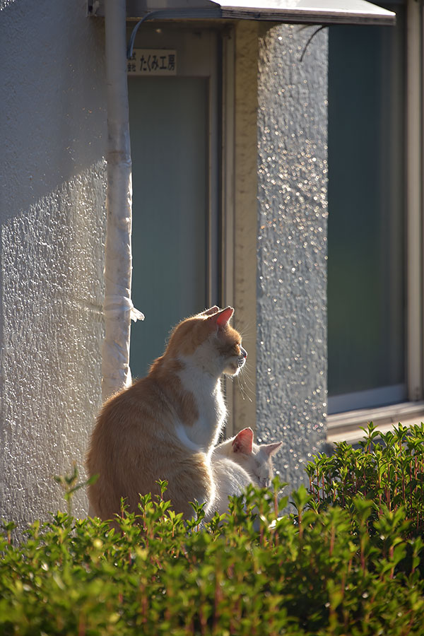 街のねこたち