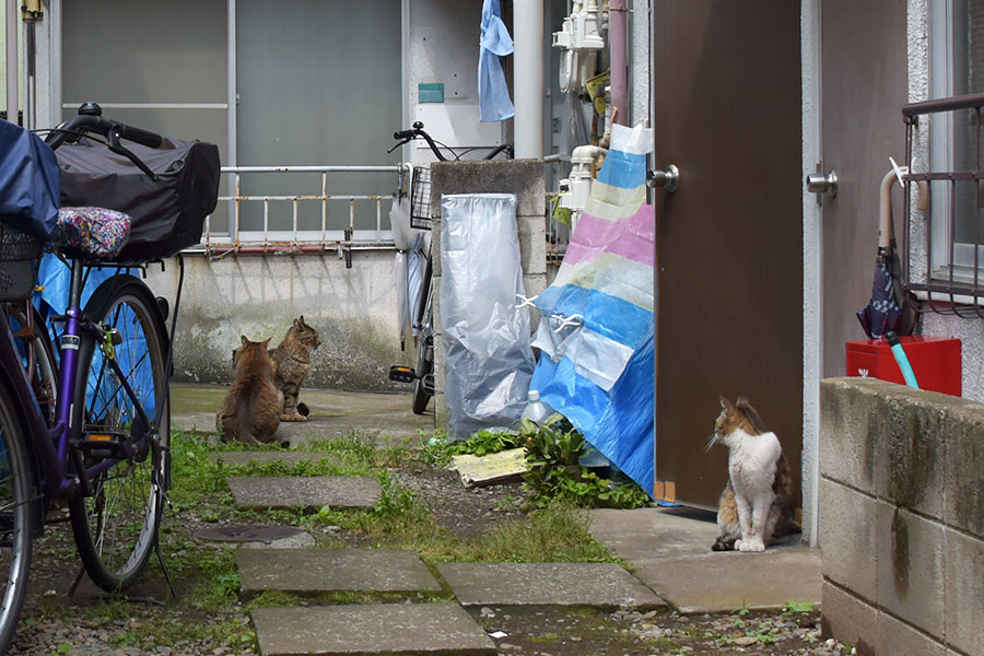 街のねこたち