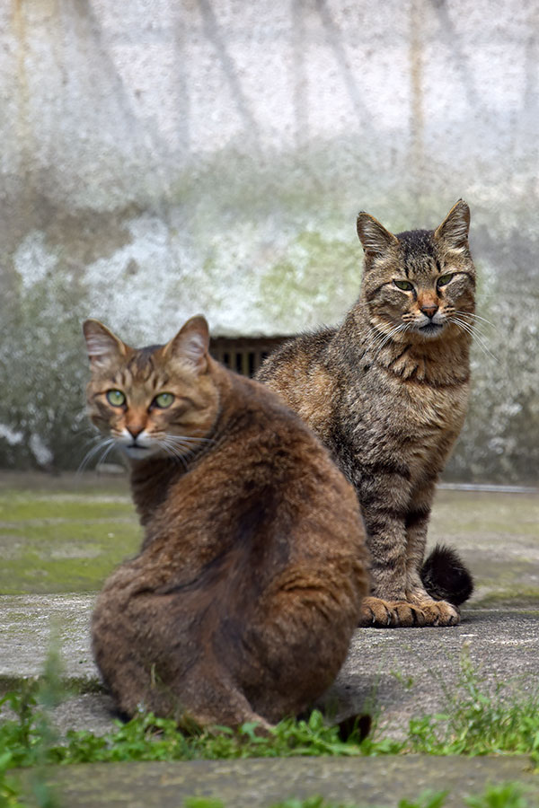 街のねこたち