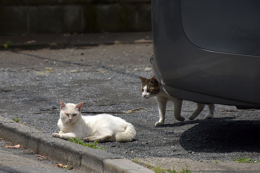 街のねこたち