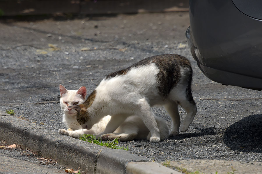 街のねこたち