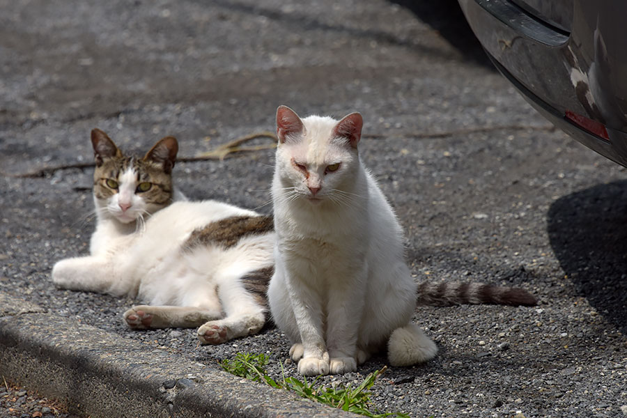 街のねこたち