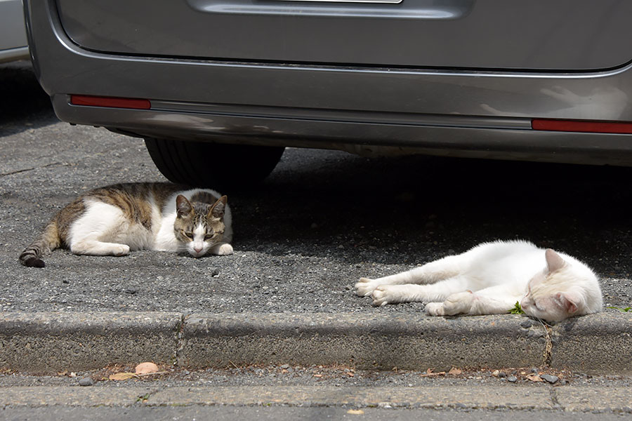 街のねこたち