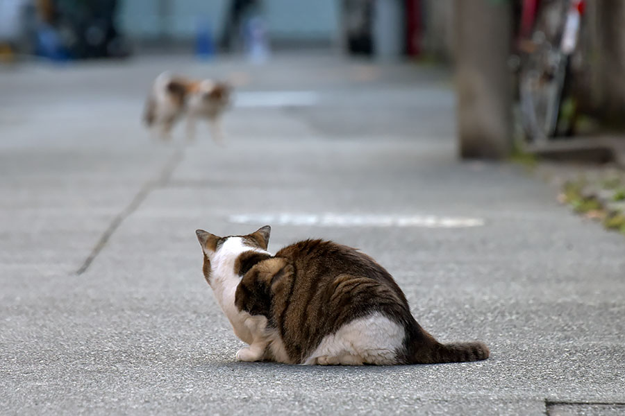 街のねこたち