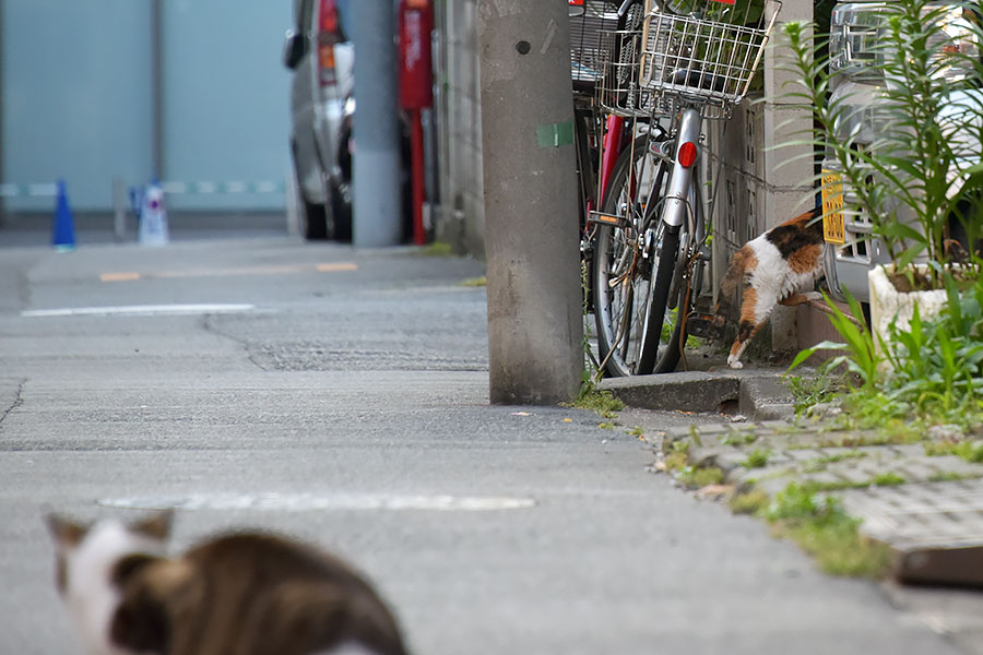 街のねこたち