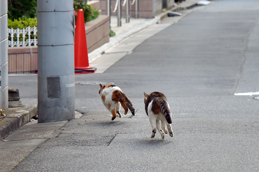 街のねこたち