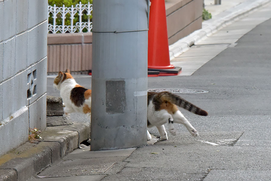 街のねこたち