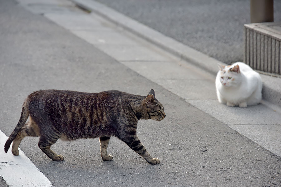 街のねこたち