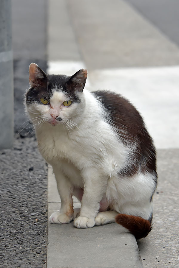 街のねこたち